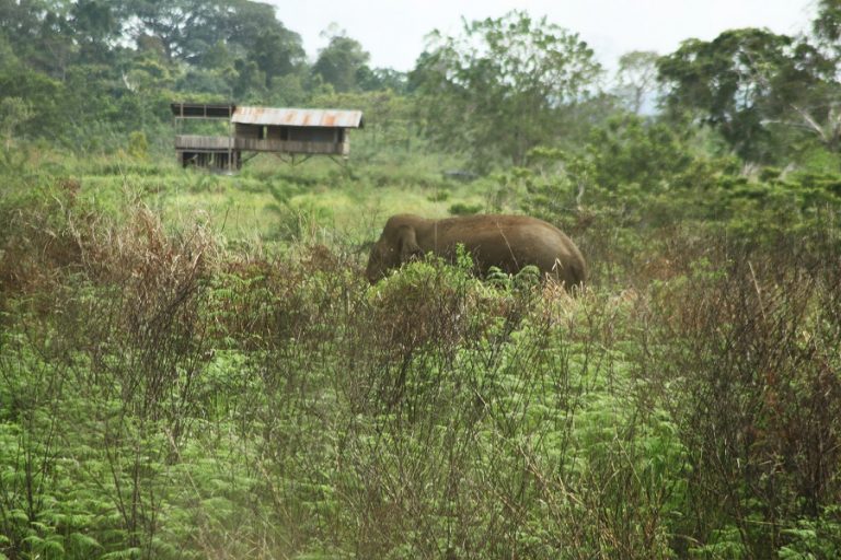 Kawal Gajah Jangan Punah