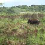 Pidie, Kabupaten Paling Tinggi Konflik Gajah