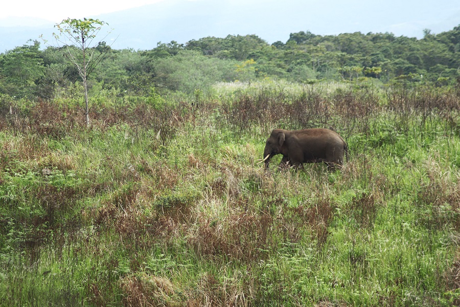 Pidie, Kabupaten Paling Tinggi Konflik Gajah