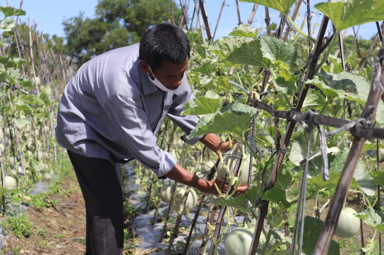 Kisah Kontraktor yang Bantir Setir Tanam Melon Selama Pandemi