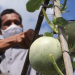 Syarifudin Petani Melon di ujung pancu Aceh Besar