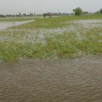 3000 hektar Sawah terendam di Aceh Utara