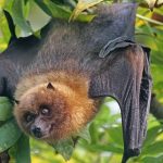 Mengenal Virus Nipah yang Jadi Ancaman Pandemi Baru di Asia