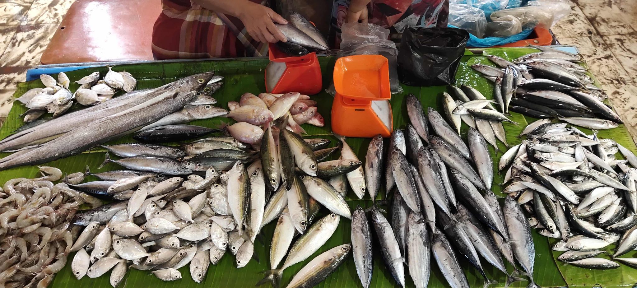 Paceklik Ikan di Pijay Diperkirakan Berakhir Pada Februari