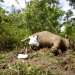 Otto, Gajah Jinak Ditemukan Mati di CRU Cot Girek