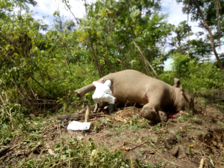 Otto, Gajah Jinak Ditemukan Mati di CRU Cot Girek