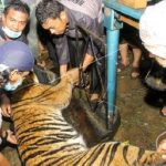 Tiga Harimau Sumatra ditemukan mati terjerat di Aceh Selatan