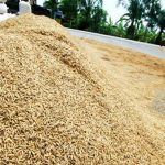 Produksi padi di Aceh tahun 2023 menurun