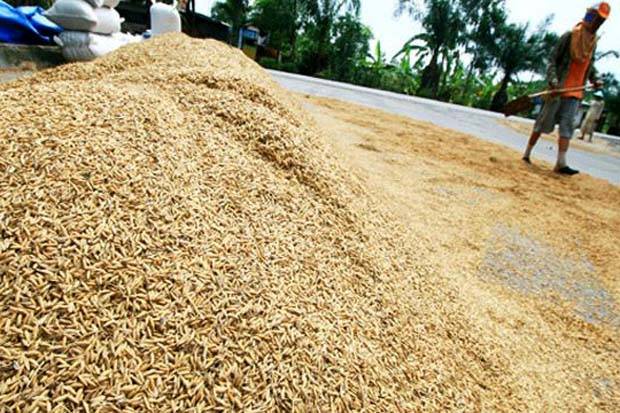 Produksi padi di Aceh tahun 2023 menurun