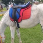 Istana Maimun di Medan datangkan kuda dari Aceh