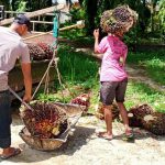 Apkasindo : Harga TBS kepala sawit di Aceh Rp3 ribu perkilogram