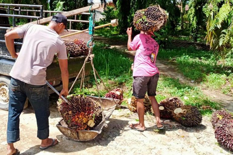 Apkasindo : Harga TBS kepala sawit di Aceh Rp3 ribu perkilogram