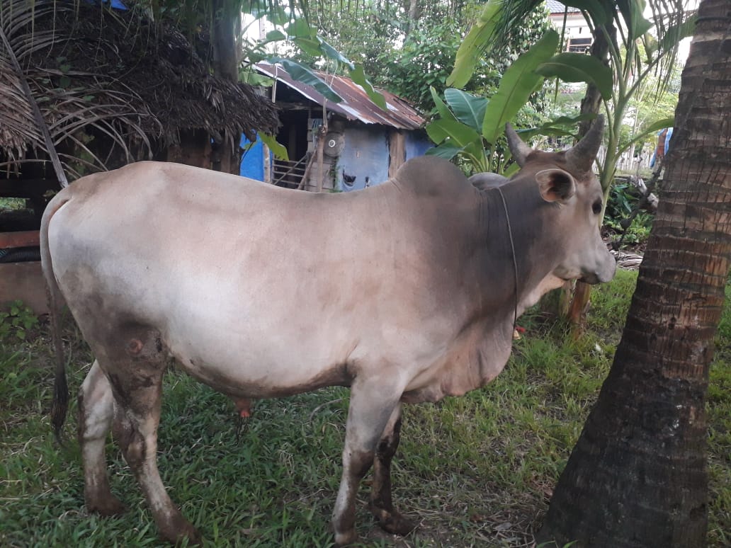 Ratusan warga gagal kurban karena ditipu pedagang sapi