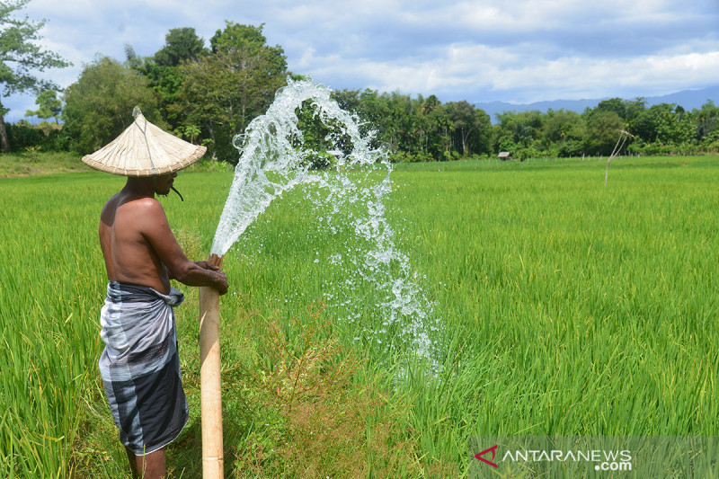 Generasi milenial Aceh Timur diajak tekuni usaha pertanian