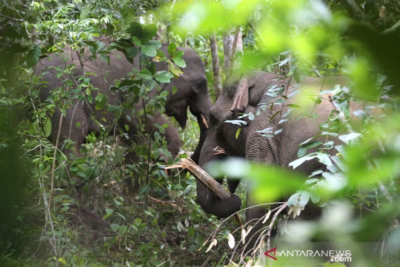 Atas konflik gajah, BKSDA  Aceh bangun parit dan pasang GPS