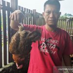 Harga pakan tinggi, peternak ayam di Simeulue terancam gulung tikar