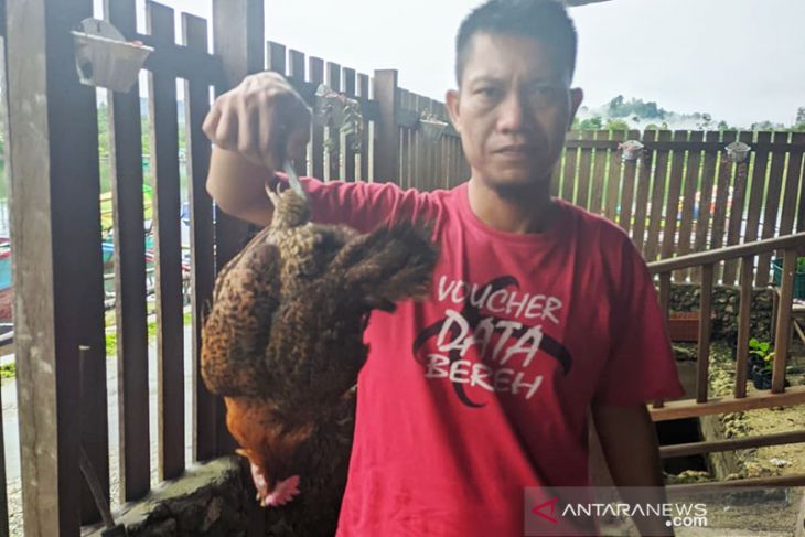 Harga pakan tinggi, peternak ayam di Simeulue terancam gulung tikar