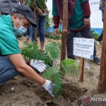 PLN Aceh tanam 5.500 pohon