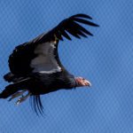 Hasil riset terangkan burung kondor mampu berkembang biak tanpa kawin