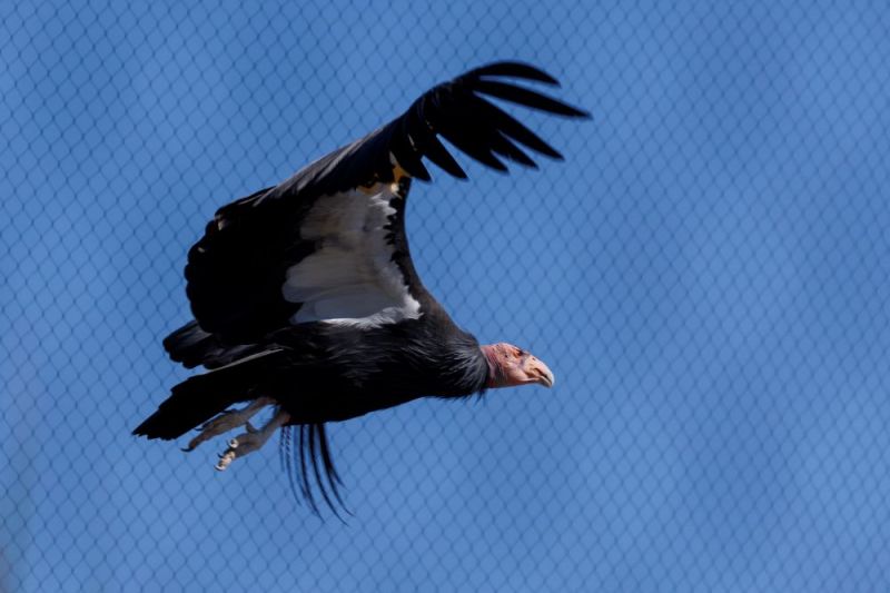 Hasil riset terangkan burung kondor mampu berkembang biak tanpa kawin