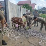Satpol PP Banda Aceh tangkap dua ekor sapi
