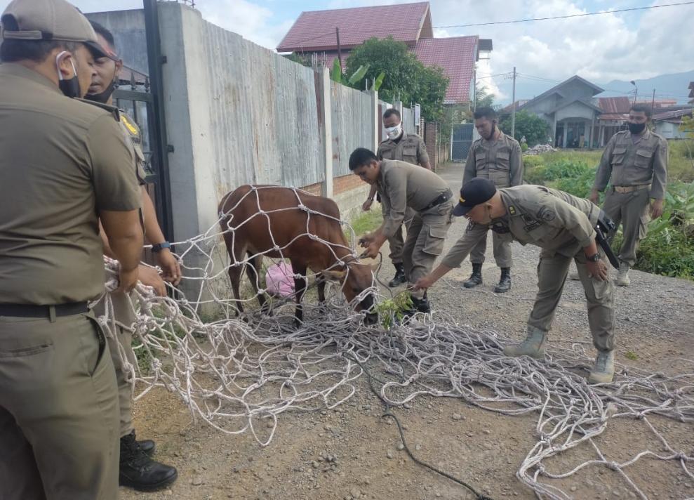 Satpol PP Banda Aceh tangkap dua ekor sapi