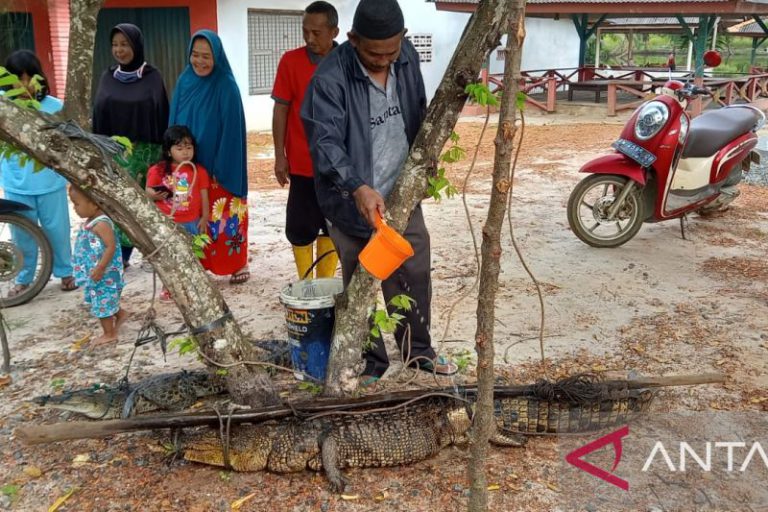 Buaya gigit Ketua DPRD Bangka berhasil ditangkap