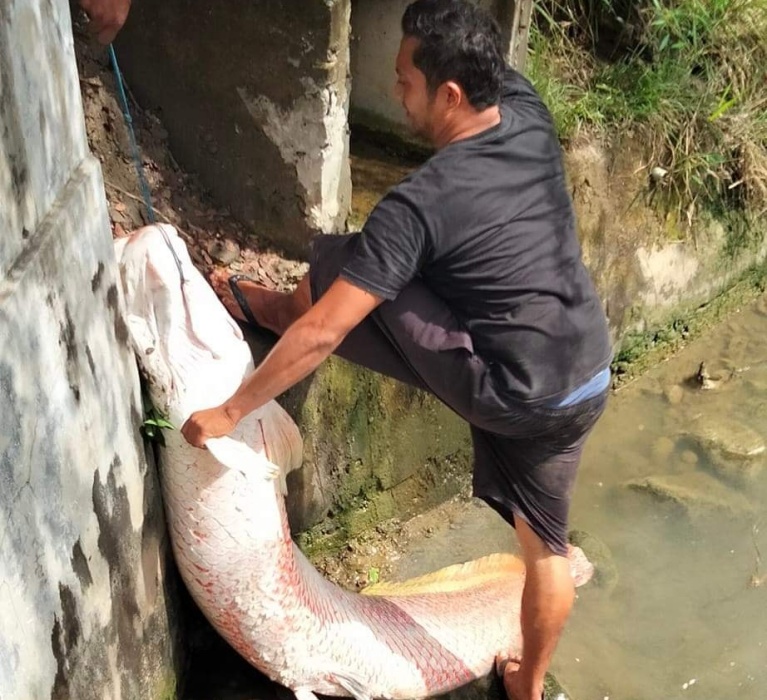 Penjelasan DKP Aceh terkait ikan temuan ikan raksasa di Lhokseumawe