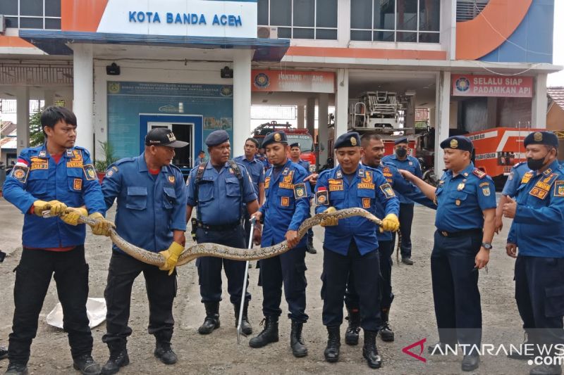 Ular Piton sepanjang 4 meter diamankan di Banda Aceh