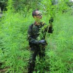 DPR Aceh inisiasi rancangan qanun legalisasi ganja medis