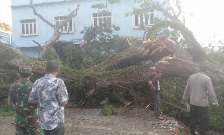 Pohon trambesi usia ratusan tahun di Pidie tumbang