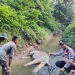 Gajah ditemukan mati di Aceh Timur