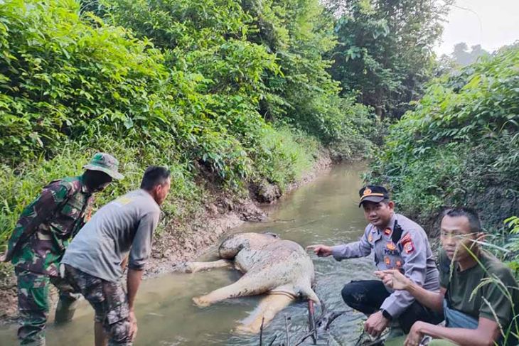 Gajah ditemukan mati di Aceh Timur
