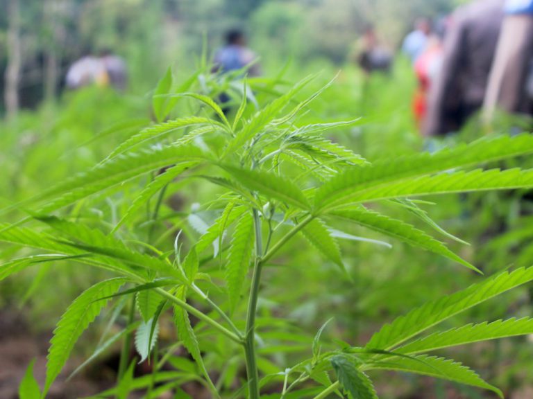 BNN ajak masyarakat Aceh ganti ganja ke tanaman produktif