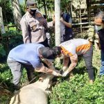 Marak wabah penyakit sapi, Dinas Peternakan Aceh sosialisasi aturan pemotongan hewan qurban