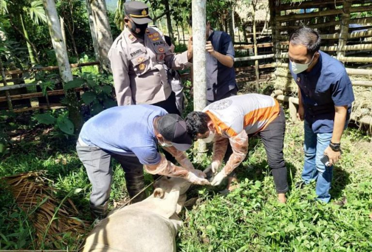 Marak wabah penyakit sapi, Dinas Peternakan Aceh sosialisasi aturan pemotongan hewan qurban