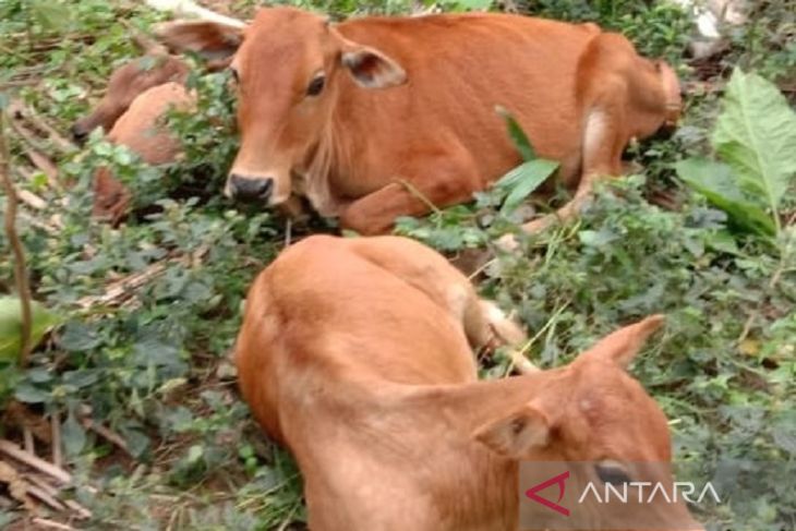Menteri Pertanian RI mendadak ke Aceh Tamiang terkait kasus penyakit sapi