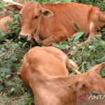 1.200 ekor sapi di Aceh Tamiang terpapar PMK