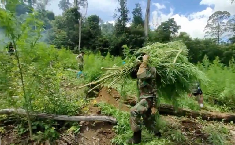 Ladang ganja siap panen 3,5 hektar di Aceh Besar di bakar