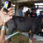 Puluhan ekor sapi di Aceh Besar terindikasi terserang penyakit PMK