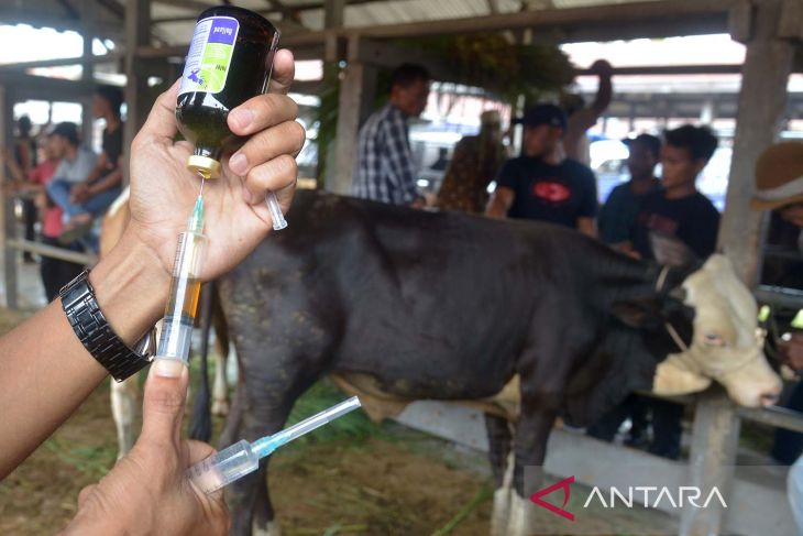 Puluhan ekor sapi di Aceh Besar terindikasi terserang penyakit PMK