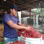 Harga cabai merah di Aceh Besar berangsur turun