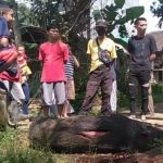 Tiga warga Jateng luka-luka diserang babi hutan