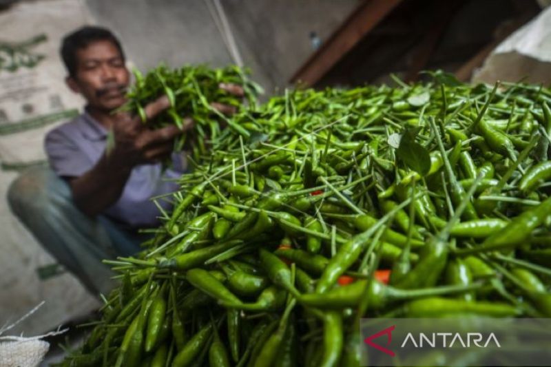 Harga cabai rawit di Aceh tembus Rp200 ribu per kilogram