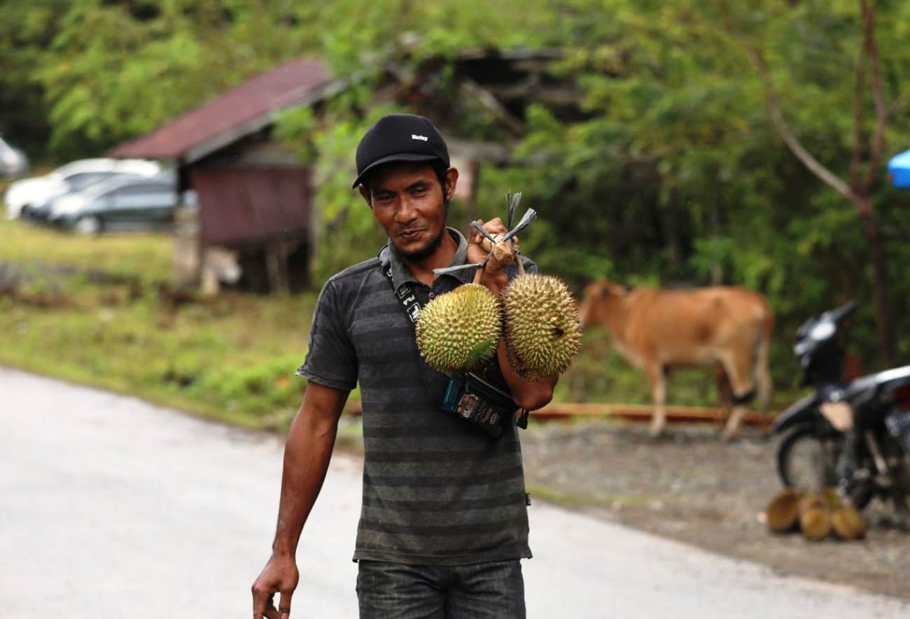 Serunya berburu durian runtuh di Lamsujen Aceh Besar