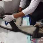 Satwa primata kedih Sumatra akhirnya mati