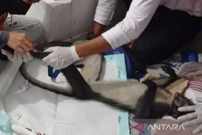 Satwa primata kedih Sumatra akhirnya mati