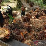 Polisi tembak mati pencuri sawit di Labuhanbatu Selatan