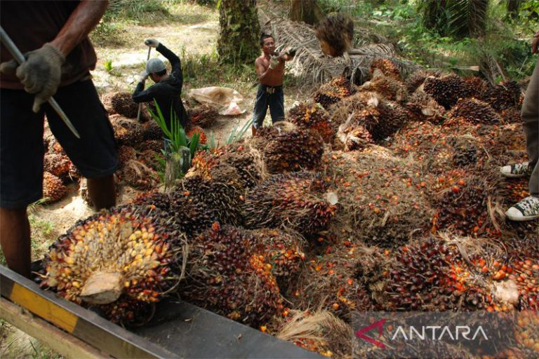 Polisi tembak mati pencuri sawit di Labuhanbatu Selatan