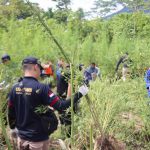 Polda Aceh musnahkan ladang ganja 5,3 hektar